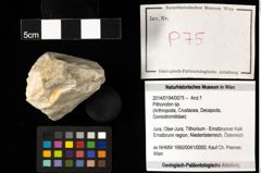 Foto (Objekt + Etiketten) von Pithonoton sp. 